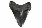 Juvenile Megalodon Tooth - South Carolina #306236-1